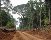 DRC Forestry Project